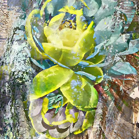 Нежность каменного цветка