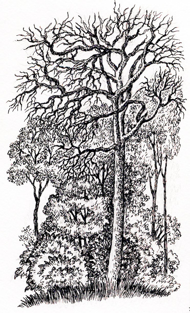 А. ФЕТ. стихотворения.