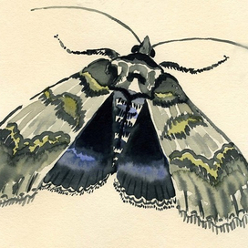 "Ленточница голубая"