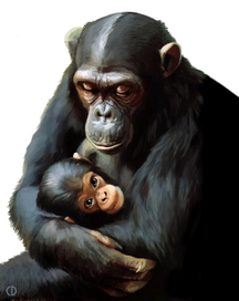 Иллюстрация для книги Брема «Жизнь животных» «Шимпанзе»