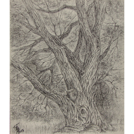 Старое дерево  бумага,угольно-восковой карандаш,40х45