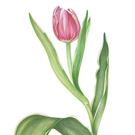 Розовый тюльпан. Ботаническая акварель.