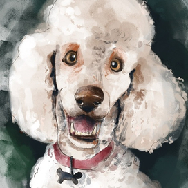 Белый Пудель