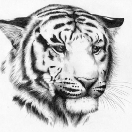 Портрет тигры