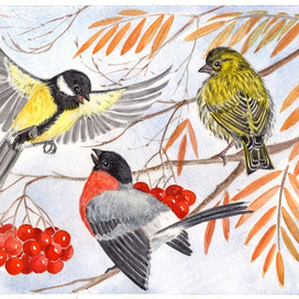 Птицы для детской энциклопедии