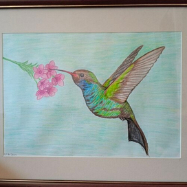 The Hummingbird
