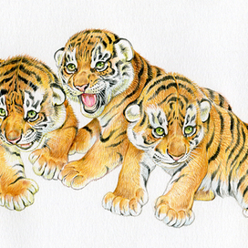 Тигрята