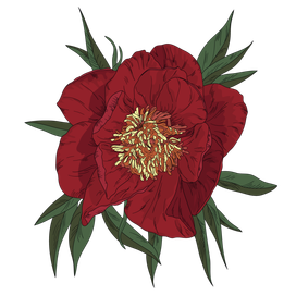 Пион. Векторная иллюстрация