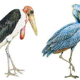 Марабу; Китоглав