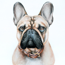 French Bulldog