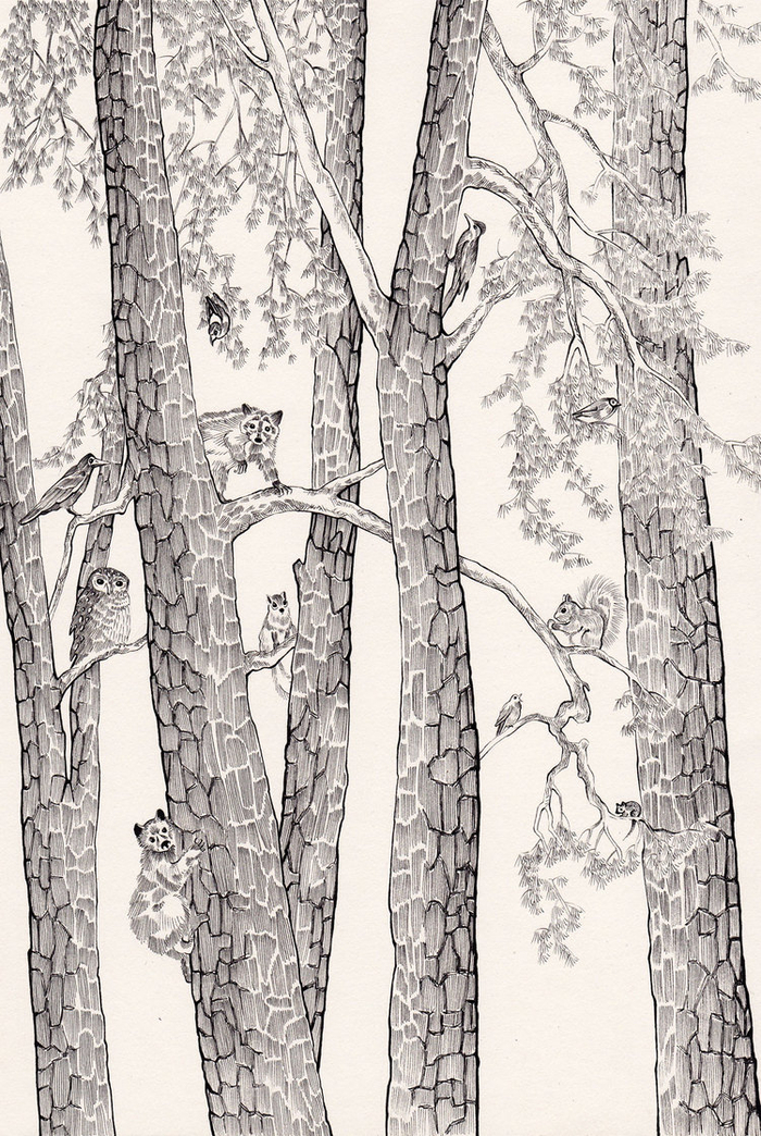 жители деревьев