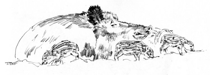 С кабанятками