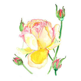 Жёлто-розовая роза