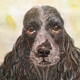 Английский кокер-спаниель