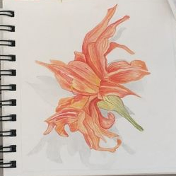 Лилия Hemorocallis fulva