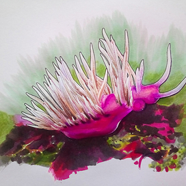 Голожаберник морской, бергия.