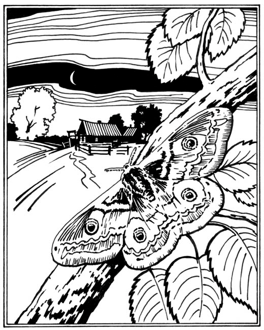 Ночная бабочка