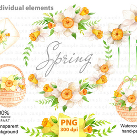 Нарциссы акварель