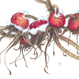 Зимний шиповник