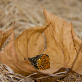 Кольцо лесной девы