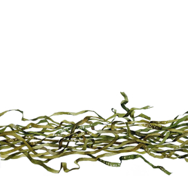 Дары моря. Графическая сага в девяти частях.