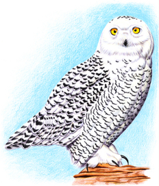 Полярная сова