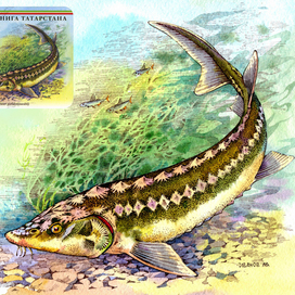 Русский осётр. "Красная Книга Татарстана"
