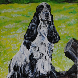 Английский кокер спаниеэль