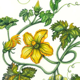 Акварельная ботаническая иллюстрация | цветок тыквы