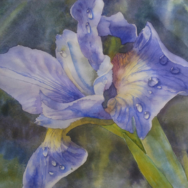 Ирис после дождя