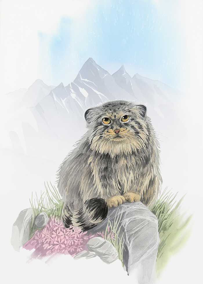 Manul (Pallas’s cat)