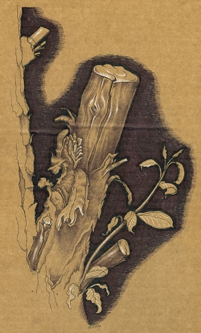 дачные зарисовки