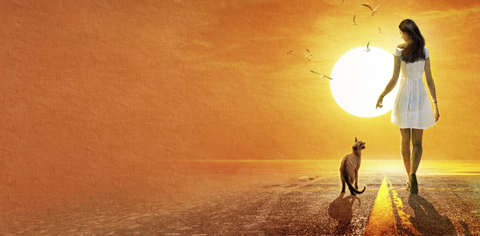 SD "Не все кошки серые "