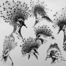 Венценосные голуби