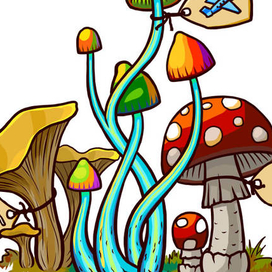 Грибы бывают разные