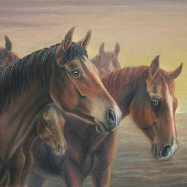 Табун на закате