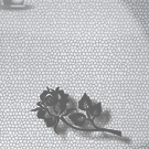 Ночные мотивы 