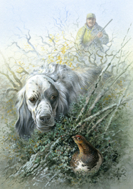 Здравствуй, куропатка !