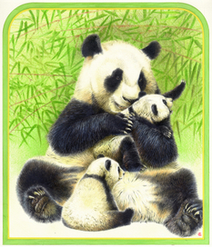 Панда с детенышами