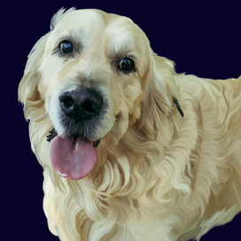 Рисунок собаки породы golden ретривер