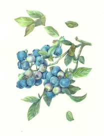Blueberries / Черника