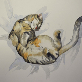 Пардус спящий