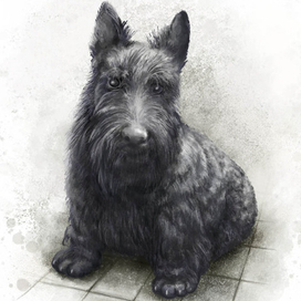 ScottishTerrier