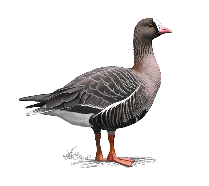 Anser erythropus (Пискулька)