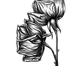 Черно-белые розы