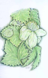 зеленый чай