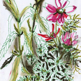 Декоративные растения