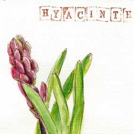 гиацинт