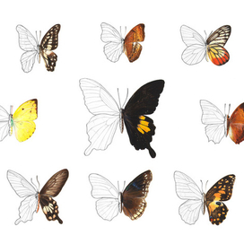 "Экзотические бабочки" для illustraciencia 2015