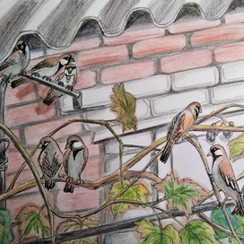 Воробьи и виноград